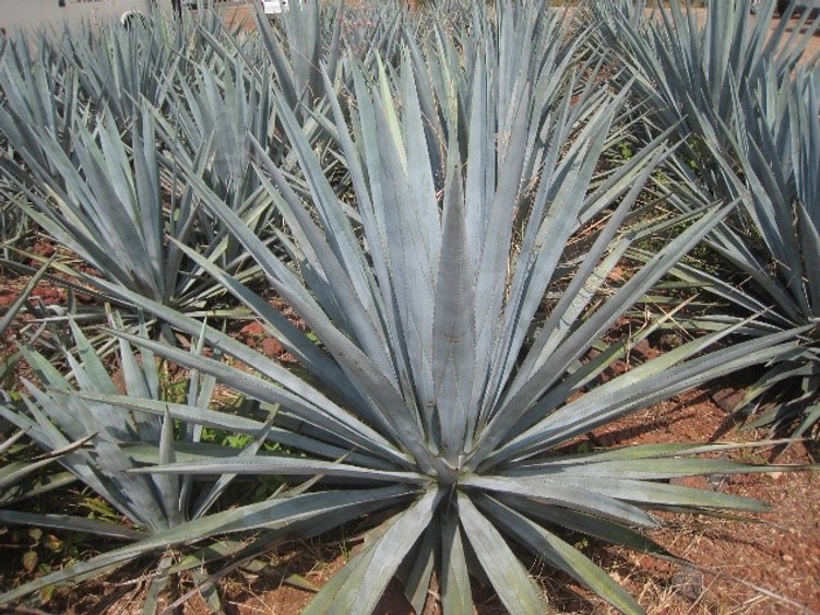 Photo: A blue agave plant – the native raw material of tequila – takes at least seven years to reach a harvesting stage suitable for fermentation.